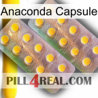 Anaconda Capsule new10